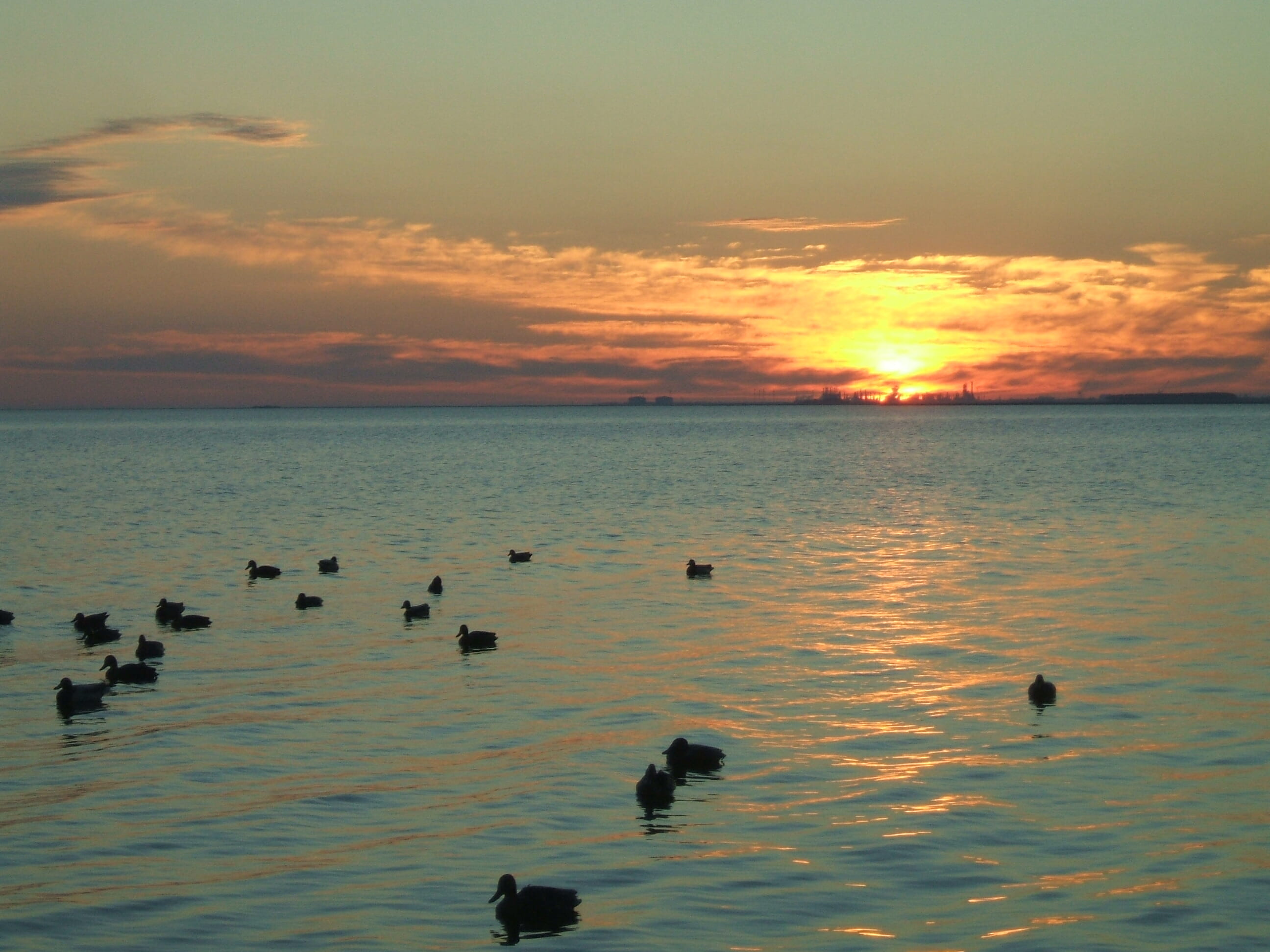 Ducks on Lake